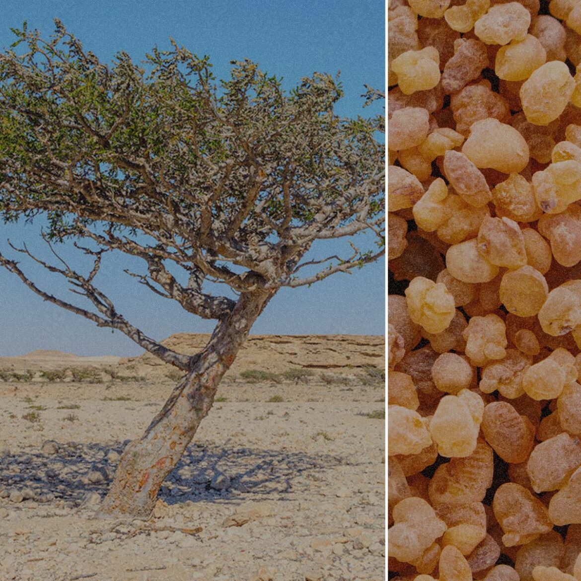 frankincense