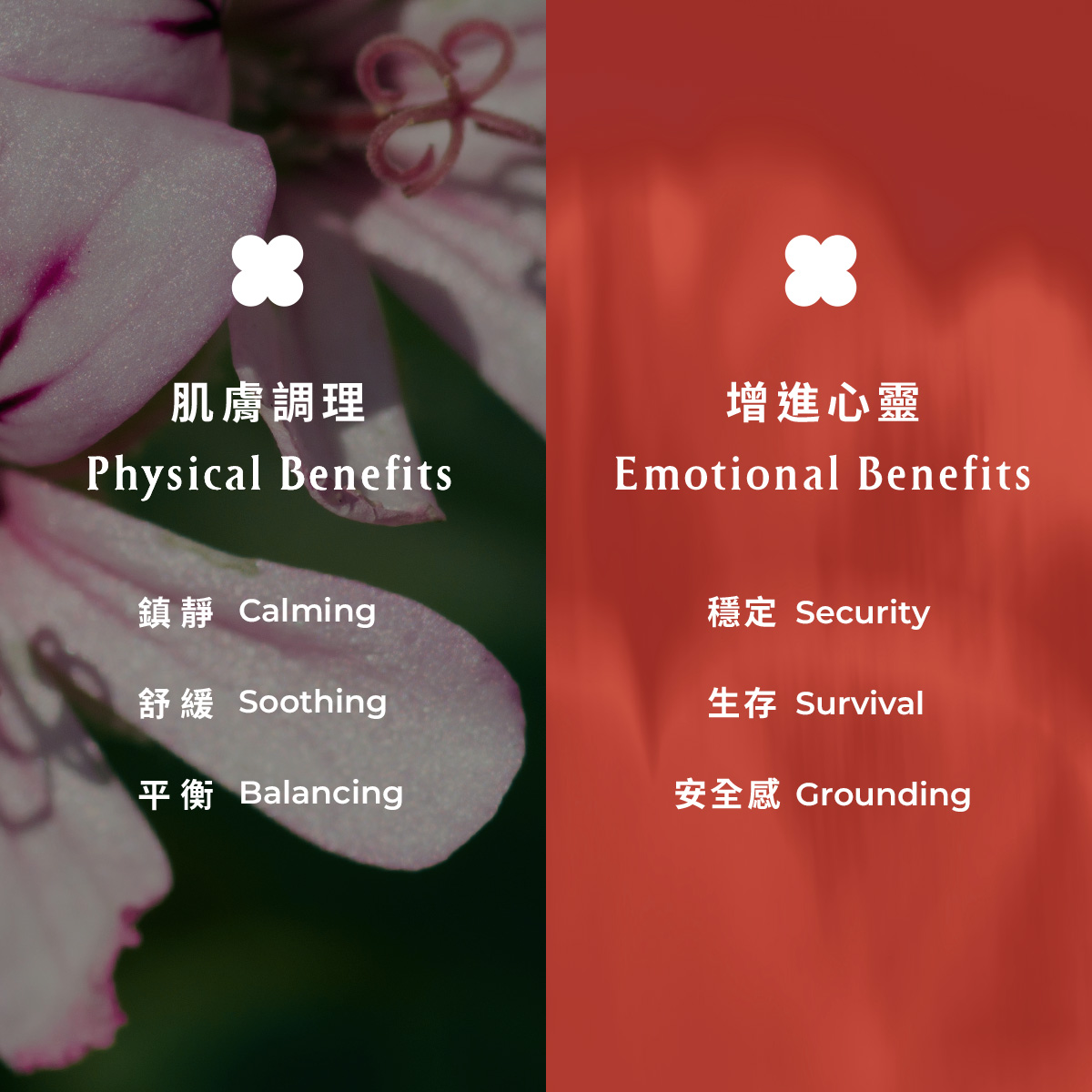 玫瑰好氣色組 - Image 5