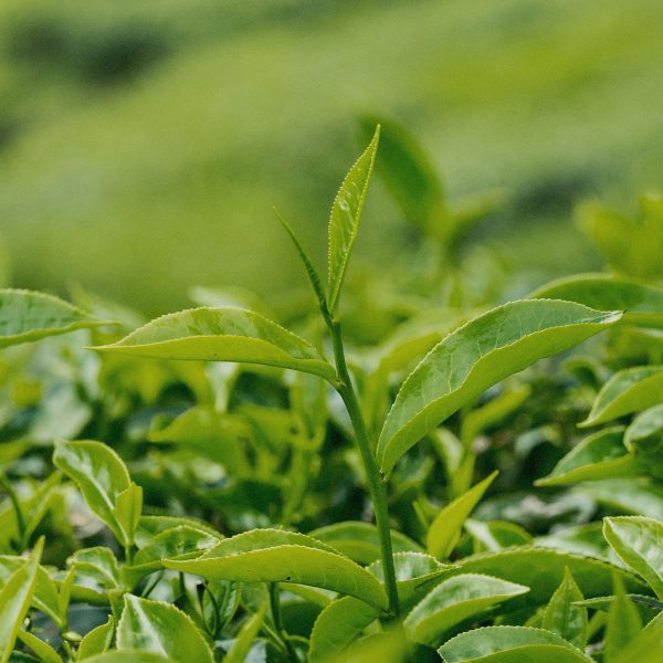 06_FR_lotion_greentea