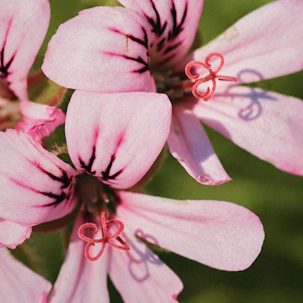 rose geranium