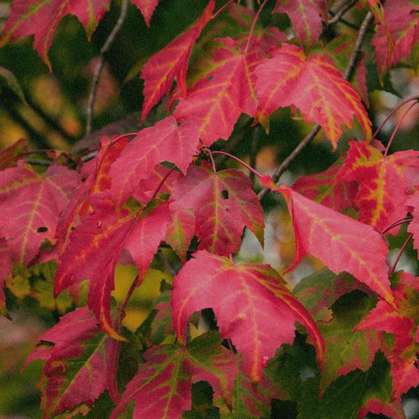 Acer Rubrum Bark Extract Acer Rubrum Bark Extract