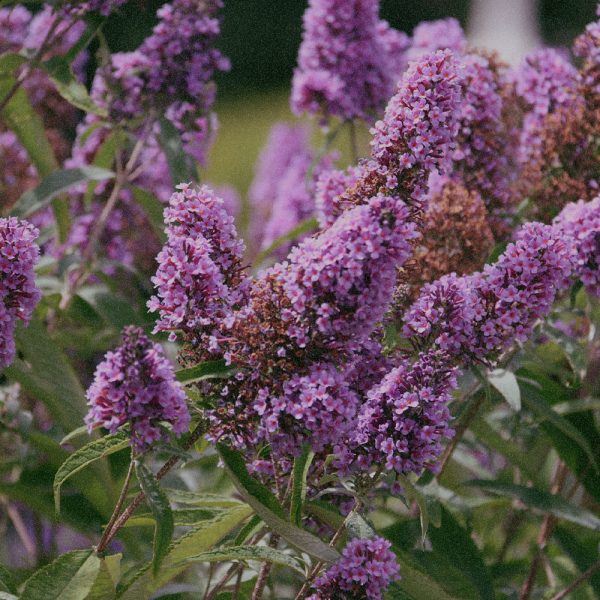 Buddleja Davidii Extract Buddleja Davidii Extract