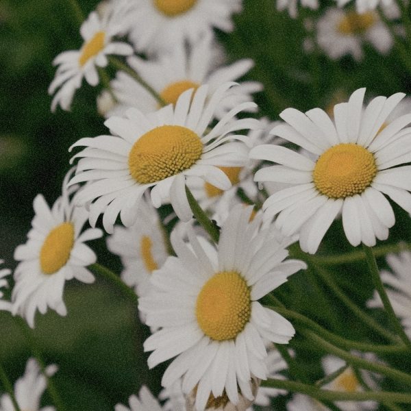 CHAMOMILE EXTRACT