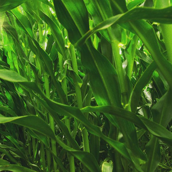 PhytoSpherix™