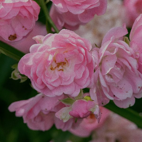 ROSE GERANIUM ESSENTIAL OIL BLEND ROSE GERANIUM ESSENTIAL OIL BLEND
