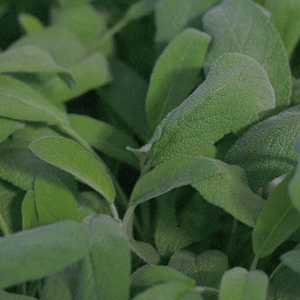 Salvia-Sclarea-Clary-ExtractXeradin-TM
