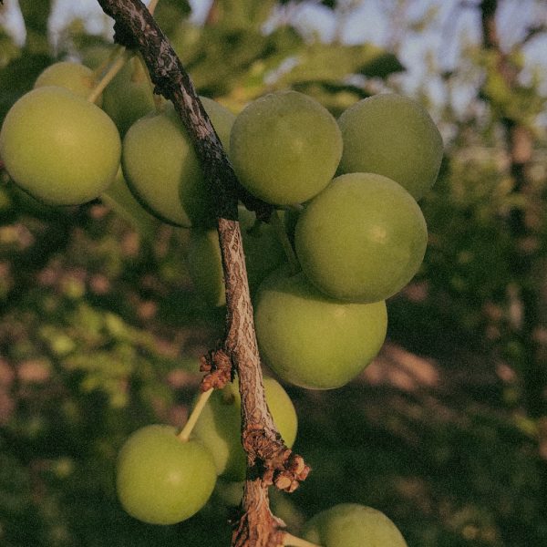 Terminalia Ferdinandiana Fruit Extract (Superox-C™) Terminalia Ferdinandiana Fruit Extract (Superox-C™)