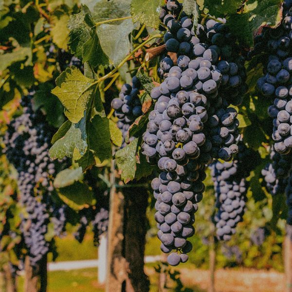Vitis Vinifera (Grape) Leaf Extract Vitis Vinifera (Grape) Leaf Extract