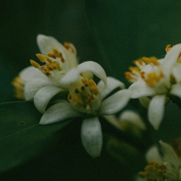ingredient_neroli ingredient_neroli