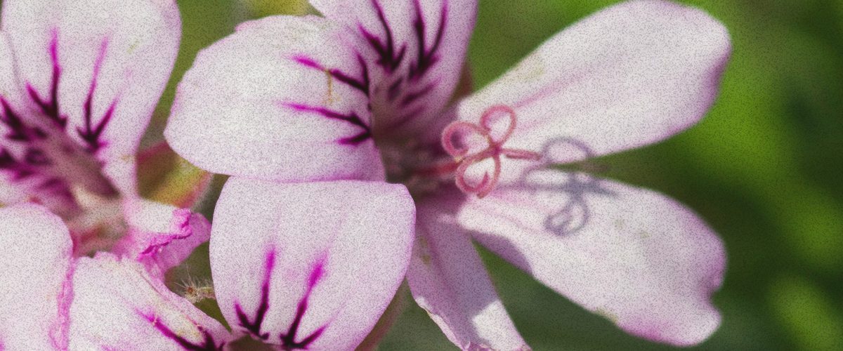 rose geranium rose geranium